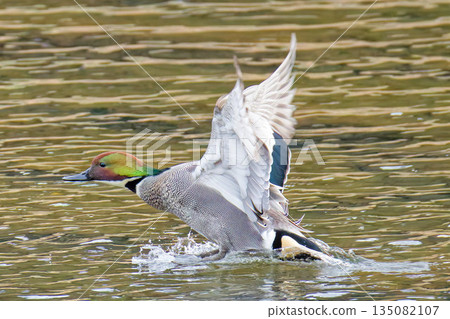 A male mallard duck landing on the water 135082107