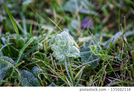 Frosted green leaf covered with morning frost on grass 135082116