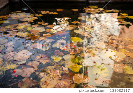 Autumn leaves floating on clear water fountain in old town Autumn leaves floating on clear water fountain in old town 135082117