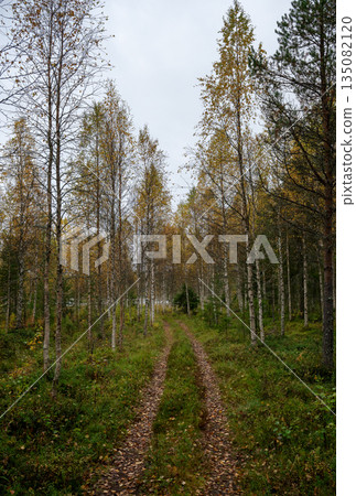 Autumn birch forest path with yellow leaves in Finnish Lapland Autumn birch forest path with yellow leaves in Finnish Lapland 135082120