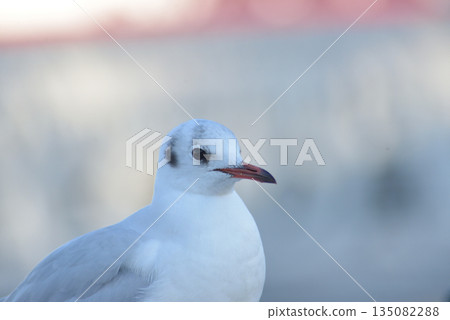 鳥類 135082288
