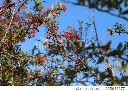 晴朗的冬日，公園裡生長著火棘果實 135082377