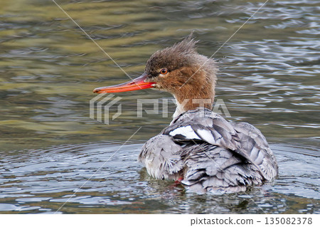 紅嘴秋沙鴨 135082378