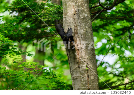 Black woodpecker raising a child 135082440