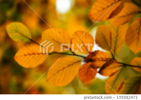 Close up of autumn leaves Close up of autumn leaves 135082471