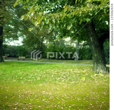 Large deciduous tree trunk is framing public park scene with wooden benches, paved walking path 135082634