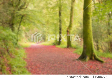 Footpath amidst trees in forest Footpath amidst trees in forest 135082780