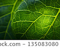 Green leaf veins visible in the light 135083080