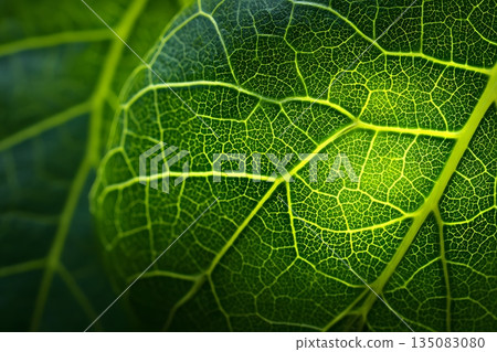 Green leaf veins visible in the light 135083080