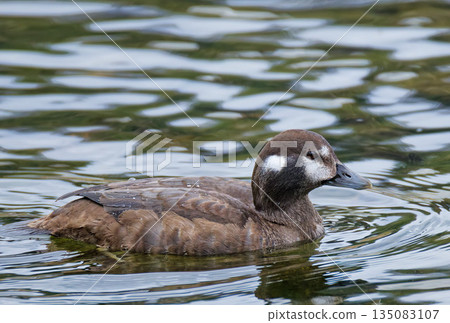 A female Harlequin duck swimming in a calm river 135083107