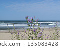 Sunny beach with sand dunes and blue sky in Bulgaria 135083428