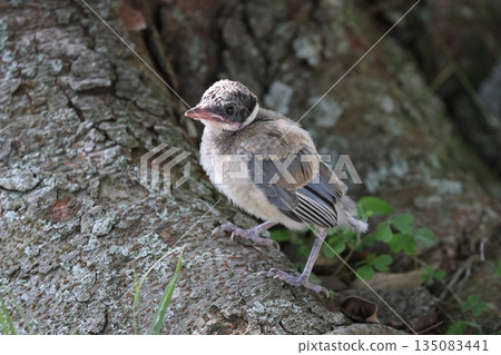 地面上的藍翅喜鵲幼鳥 地面上的藍翅喜鵲幼鳥 135083441