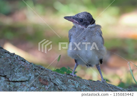 地面上的藍翅喜鵲幼鳥 135083442