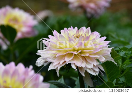 美麗的淡粉紅色大麗花 135083667