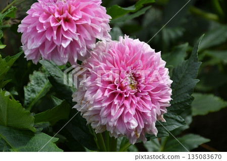 Round pink dahlia 135083670