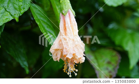 A wilted hibiscus soaked in the rain - a moment to stand quietly A wilted hibiscus soaked in the rain - a moment to stand quietly 135083800