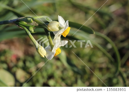Early-blooming Japanese daffodil flowers blooming in a winter garden 135083931