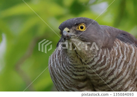 一隻雌性食鷹鳥棲息在樹枝上。 135084093