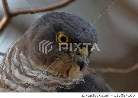 A female hawk-eating bird perched on a branch A female hawk-eating bird perched on a branch 135084100