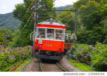 Hakone Tozan Train Hydrangea Train 135084144
