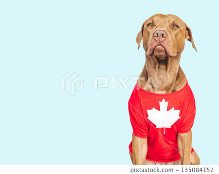 Cute puppy with Canadian Flag. Studio shot Cute puppy with Canadian Flag. Studio shot 135084152
