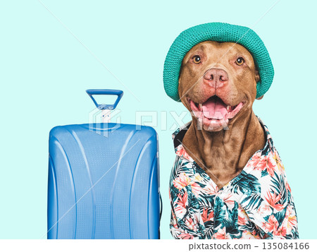 Stylish dog, sun hat and travel suitcase. Dog smile 135084166
