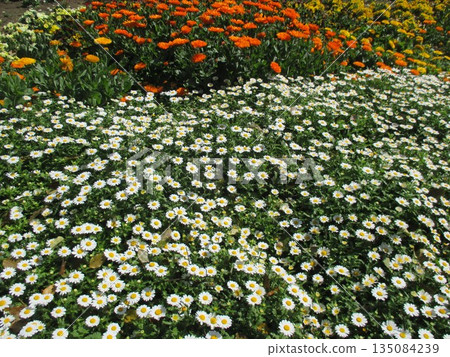 春天的花壇裡，美麗鮮豔的白色雛菊競相綻放。 135084239