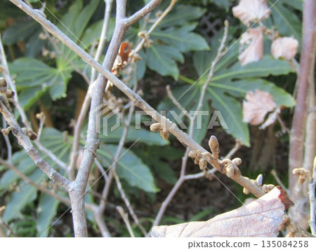 一、盛開的金縷梅紅色花蕾 135084258