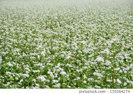 目之所及，盡是白色的蕎麥花。 135084274