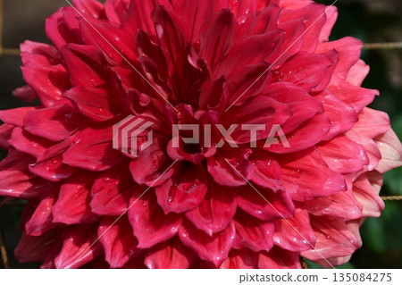熱情似火的紅色大麗花盛開。 135084275
