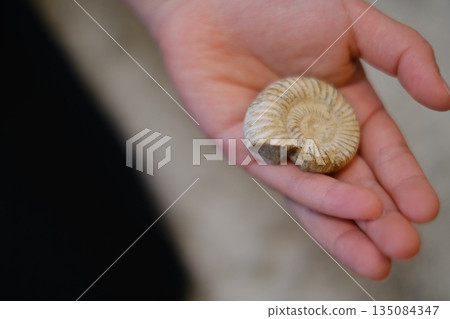 一個孩子挖了一塊真正的菊石化石。 一個孩子挖了一塊真正的菊石化石。 135084347