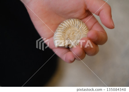 A child excavates a real ammonite fossil and holds it in his hand 135084348