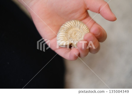 一個孩子挖出了一塊真正的菊石化石,並把它拿在手裡。 一個孩子挖出了一塊真正的菊石化石,並把它拿在手裡。 135084349