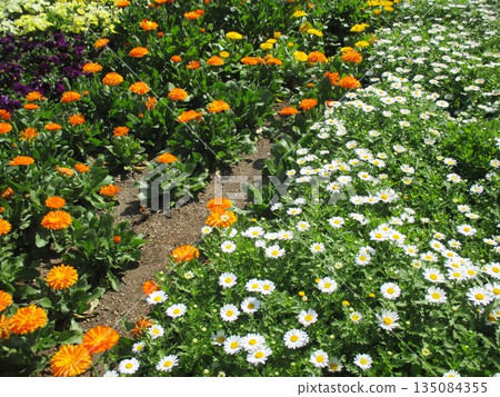 A spring flowerbed filled with beautiful, colorful flowers A spring flowerbed filled with beautiful, colorful flowers 135084355