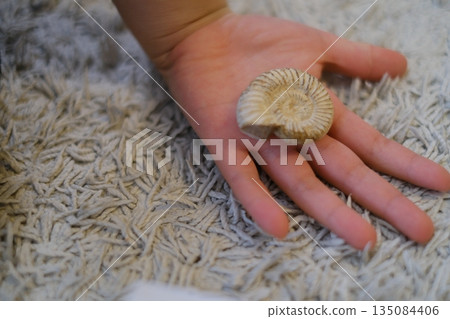 A child excavates a real ammonite fossil and shows it off by holding it in his hand 135084406