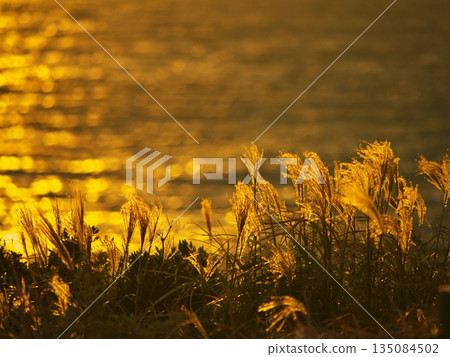 Cape Irago: View of the golden silver grass and the sea from the ruins of the Irago Defense Post 135084502