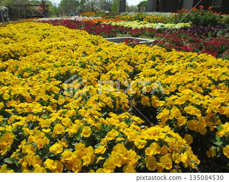 Beautiful yellow pansy flowers blooming in a spring flowerbed Beautiful yellow pansy flowers blooming in a spring flowerbed 135084530