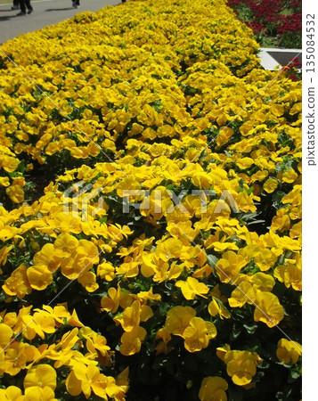 Beautiful yellow pansy flowers blooming in a spring flowerbed 135084532