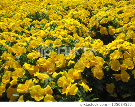 春天的花壇裡盛開著美麗的黃色三色堇。 135084533