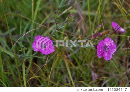蒙古大平原上盛開的藍盆花 蒙古大平原上盛開的藍盆花 135084547