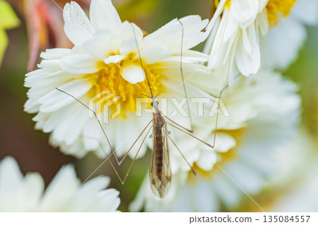 A crane fly sucking nectar from a chrysanthemum flower A crane fly sucking nectar from a chrysanthemum flower 135084557