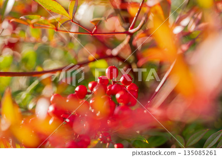Red berries of nandina illuminated by the morning sun 135085261