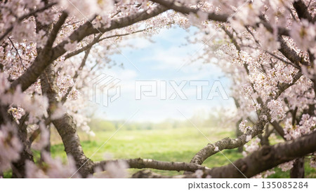 Spring Landscape Framed by Cherry Blossoms 135085284