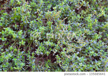 Lemon time 135085641