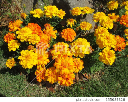 Beautiful orange marigold flowers blooming in a spring flowerbed 135085826