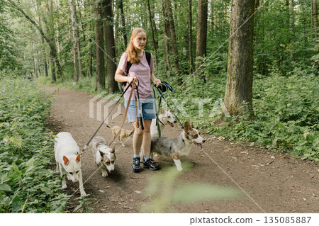 woman walks pack of dogs on leashes in a park. dog sitter, dog handler, trains pets. woman walks pack of dogs on leashes in a park. dog sitter, dog handler, trains pets. 135085887