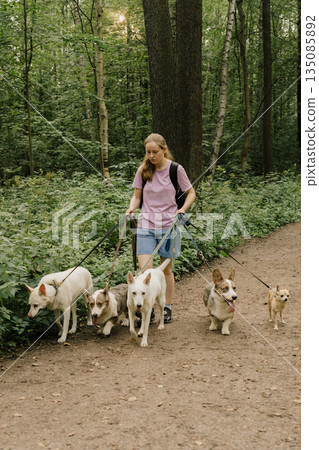 woman walks pack of dogs on leashes in a park. dog sitter, dog handler, trains pets.  135085892