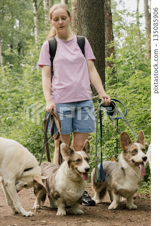 woman walks pack of dogs on leashes in a park. dog sitter, dog handler, trains pets. woman walks pack of dogs on leashes in a park. dog sitter, dog handler, trains pets. 135085906