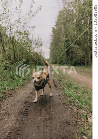 small dog on three paws stands on forest road overgrown with grass. pet is wearing a sweater.  135085908
