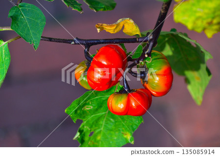 solanum pumpkin 135085914